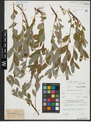 Foto von Salix repens L.